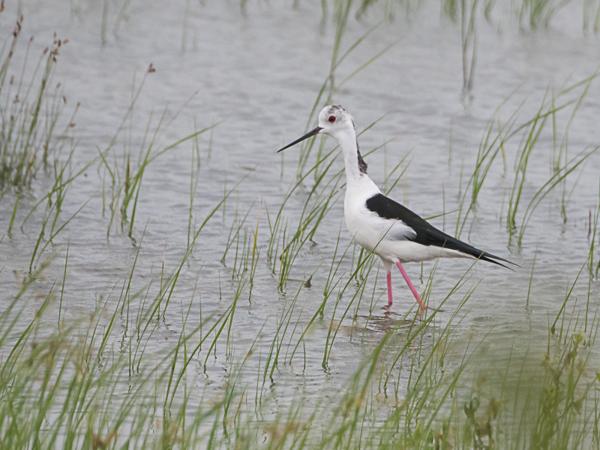 <h3><a href="/trips/srilanka/biota/animalia/chordata/aves/024 charadriiformes/008 recurvirostridae/himantopus himantopus/himantopus himantopus-nl.html">Himantopus&nbsp;himantopus</a> / Black‑winged&nbsp;stilt / Steltkluut</h3>NIKON D500 met AF-S Nikkor 80-400mm f/4.5-5.6G ED VR, 1/8000 sec  bij F5.6, ISO 1600, afstand 26.6&nbsp;m